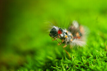 Grass-eating caterpillars 