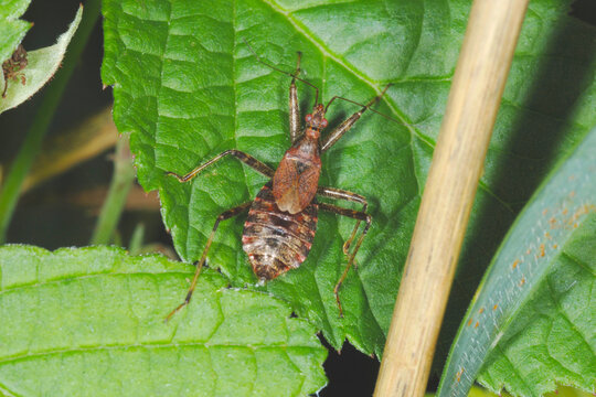 Ameisensichelwanze,  Himacerus mirmicoides