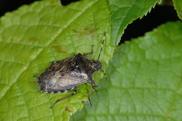 Baumwanze, Graue Gartenwanze,  Rhaphigaster nebulosa