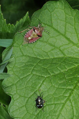 Baumwanze, Beerenwanze,  Dolycoris baccarum,  Kohlwanze, Eurydema oleraceum