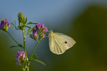 Close-up of a white butterfly perched on a blooming flower	