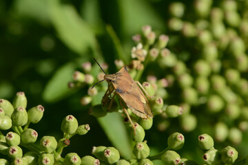 Baumwanze, Nördliche Fruchtwanze, Carpocoris fuscispinus
