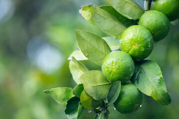 Green lemons is citrus  fruits on a branch with nature background. Green Lemons tree in the garden with daylight. Fresh green lime fruit hanging from branch.