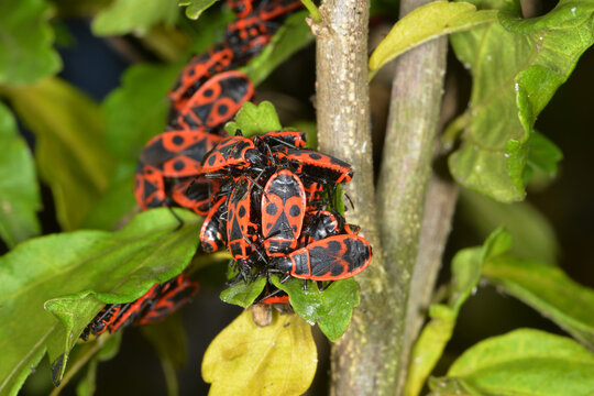 Gemeine Feuerwanze, Pyrrhocoris apterus