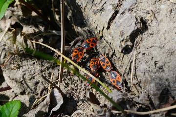 Gemeine Feuerwanze, Pyrrhocoris apterus