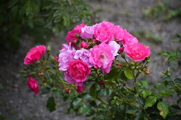 Pink roses popular flowers with rich symbolic meaning