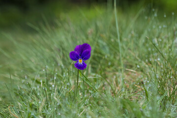 Pens&eacute;e Solitaire