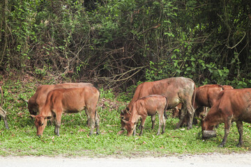 Brown Cattle Grazing in Green Meadow Pasture on Rural Farm