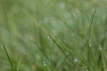 Perles de Ros&eacute;e