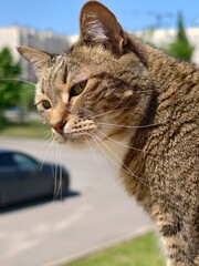Close up of a tabby cat looking out over a sunny street with a car and trees in the background