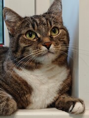 Portrait of a cute tabby cat with green eyes looking directly at the camera with a curious expression