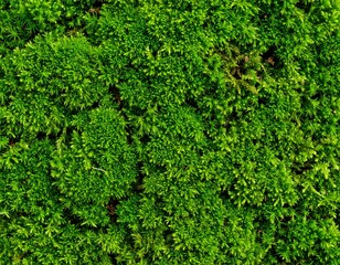 Naklejka premium Close-up view of vibrant green moss