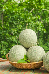 Fresh Reticulated Melons in Wicker Basket on Rustic Wooden Table with Green Garden Background
