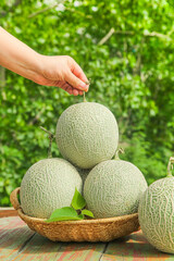Hand picking fresh reticulated cantaloupe melon from wicker basket on wooden table with green garden background