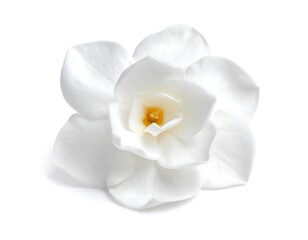 Close-up of a pristine white flower (1)