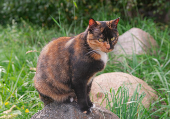 Tricolor cat sitting on a rock, with green grass around