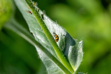 Gardien de la Feuille