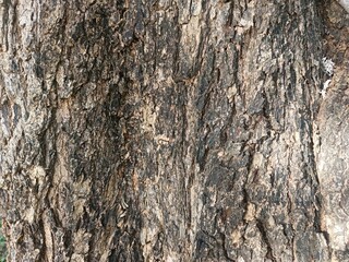 Closeup of Rough Tree Bark Texture
