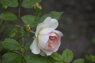 Elegant pink Julia Renaissance rose in garden