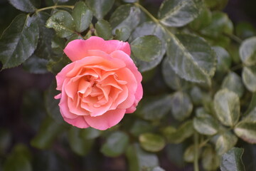Fairy tale rose with gentle petals in garden