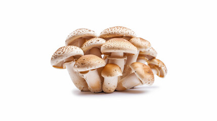 A cluster of fresh mushrooms displayed on a clean white background, showcasing their earthy texture and natural freshness for cooking and nutrition.