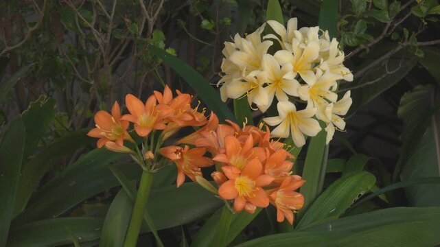 Vibrant Clivia flowers in full bloom, showcasing striking orange umbels amid lush foliage. Filmed in Hermanus, Whale Coast, Overberg, Western Cape, South Africa&rsquo;s indigenous gardens.