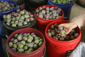 Fresh Plums in Buckets at Farmers Market During May Harvest Season - Hand Picking Ripe Fruit