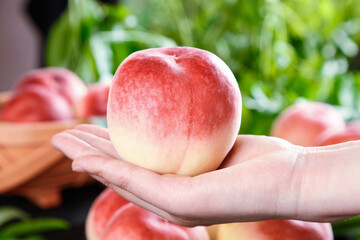 Fresh Summer Peach in Hands - Ripe Fruit Ready for Picking with Natural Garden Background