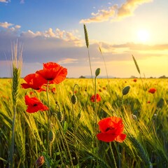 Obraz premium Vibrant red poppies stand tall in a golden wheat field at sunset, bathed in warm light.