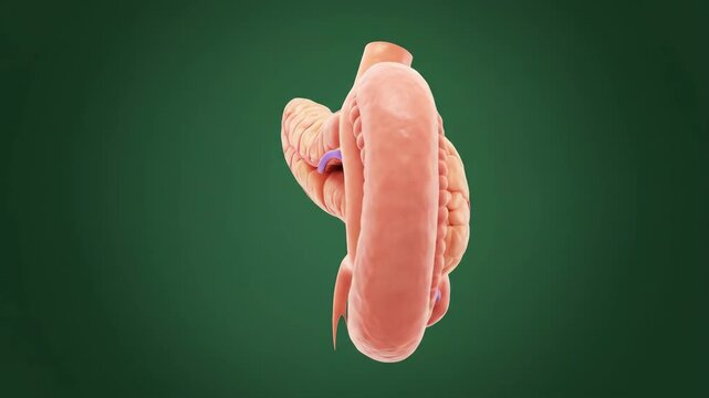 3D Render of Intestines and Pancreas