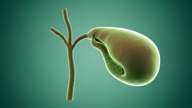 3D rendering of the human gallbladder