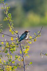 Obraz premium a vibrant European bee-eater perches calmly on a leafy branch, set against a softly blurred, sunlit landscape.