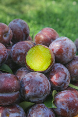 Fresh Red and Purple Plums with Yellow Flesh on Green Leaves in Natural Garden Setting