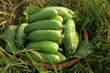 Fresh Harvested Cucumbers in Basket on Field in Shandong China - Organic Farm Vegetables