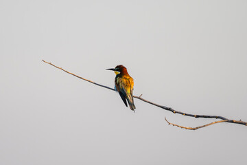 A striking bee-eater bird perches on a bare branch,