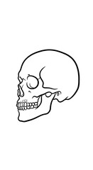 Skull Outline Anatomy Drawing in Simple Line Art