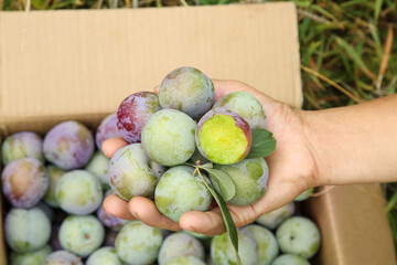 Fresh Harvest Plums in Hands - Ripe Red and Green Stone Fruits Ready for Picking in May