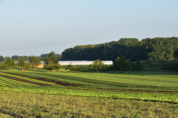 Feldgemüsebau, Hegau, Höri, Bodensee