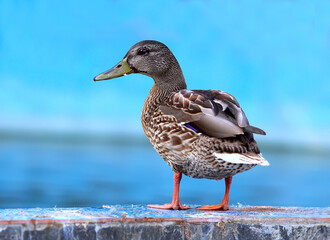 Wild duck on the background of water. shooting outdoors.