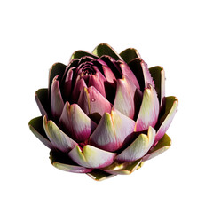 Obraz premium Fresh purple artichoke isolated on white background