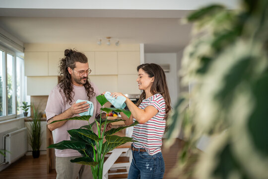 Couple cleaning houseplant leaves in modern apartment