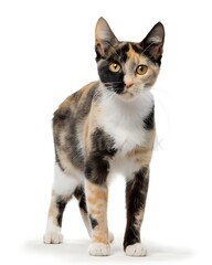 Fototapeta premium black and white cat