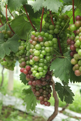 Colorful grape clusters ripening on vineyard vines in Xinjiang during harvest season
