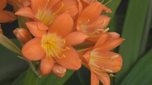 Vibrant Clivia flowers in full bloom, showcasing striking orange umbels amid lush foliage. Filmed in Hermanus, Whale Coast, Overberg, Western Cape, South Africa&rsquo;s indigenous gardens.