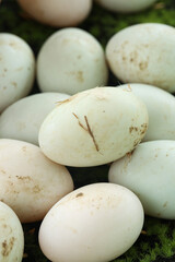 Fresh Raw Eggs with Speckled Shells on Green Moss - Natural Organic Farm Ingredients