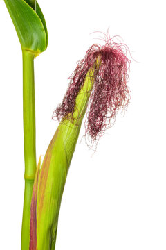 Closeup green Sweet Corn cob bright magenta silks grows close-up plantation on white background