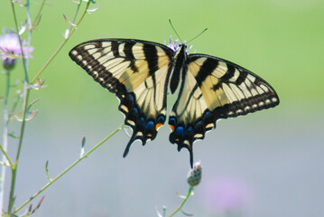 Eastern Tiger Swallowtail butterfly hanging from a small flower