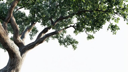 Large tree branches against white background