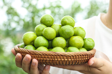 Fresh Green Plums in Wicker Basket - Organic Fruit Harvest