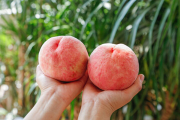 Fresh Ripe Peaches in Hands - Sweet Summer Fruit Ready to Pick from Garden